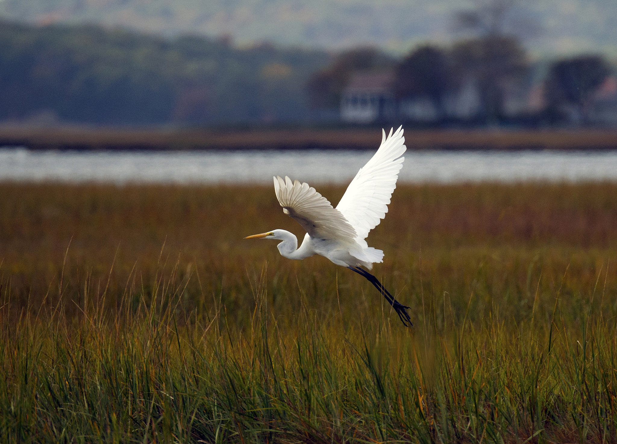 Nikon D4 sample photo. Egret photography