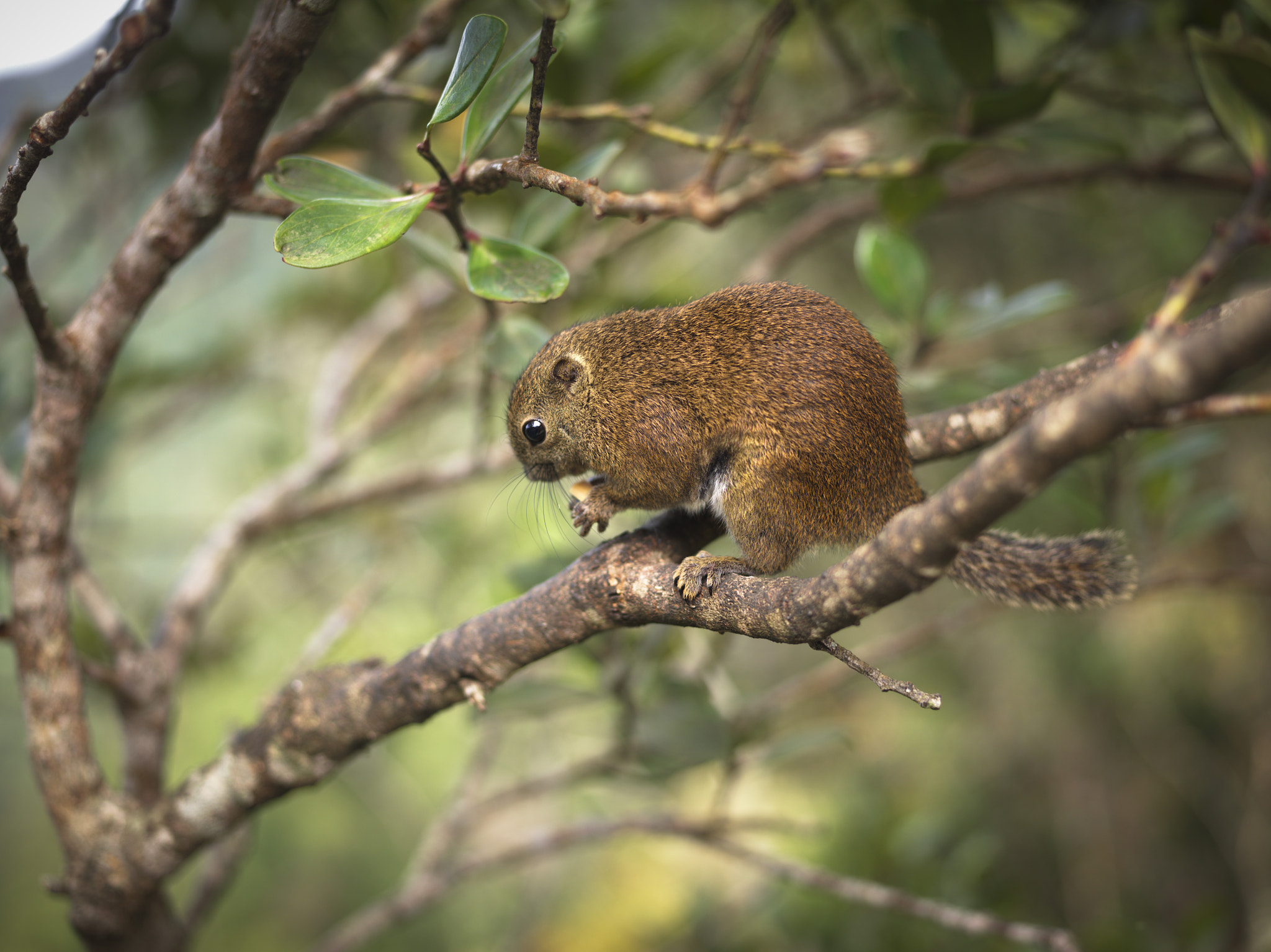 Hasselblad H4D-60 + HC 80 sample photo. Squirrel. kota- kinabalu. borneo. malaysia. photography