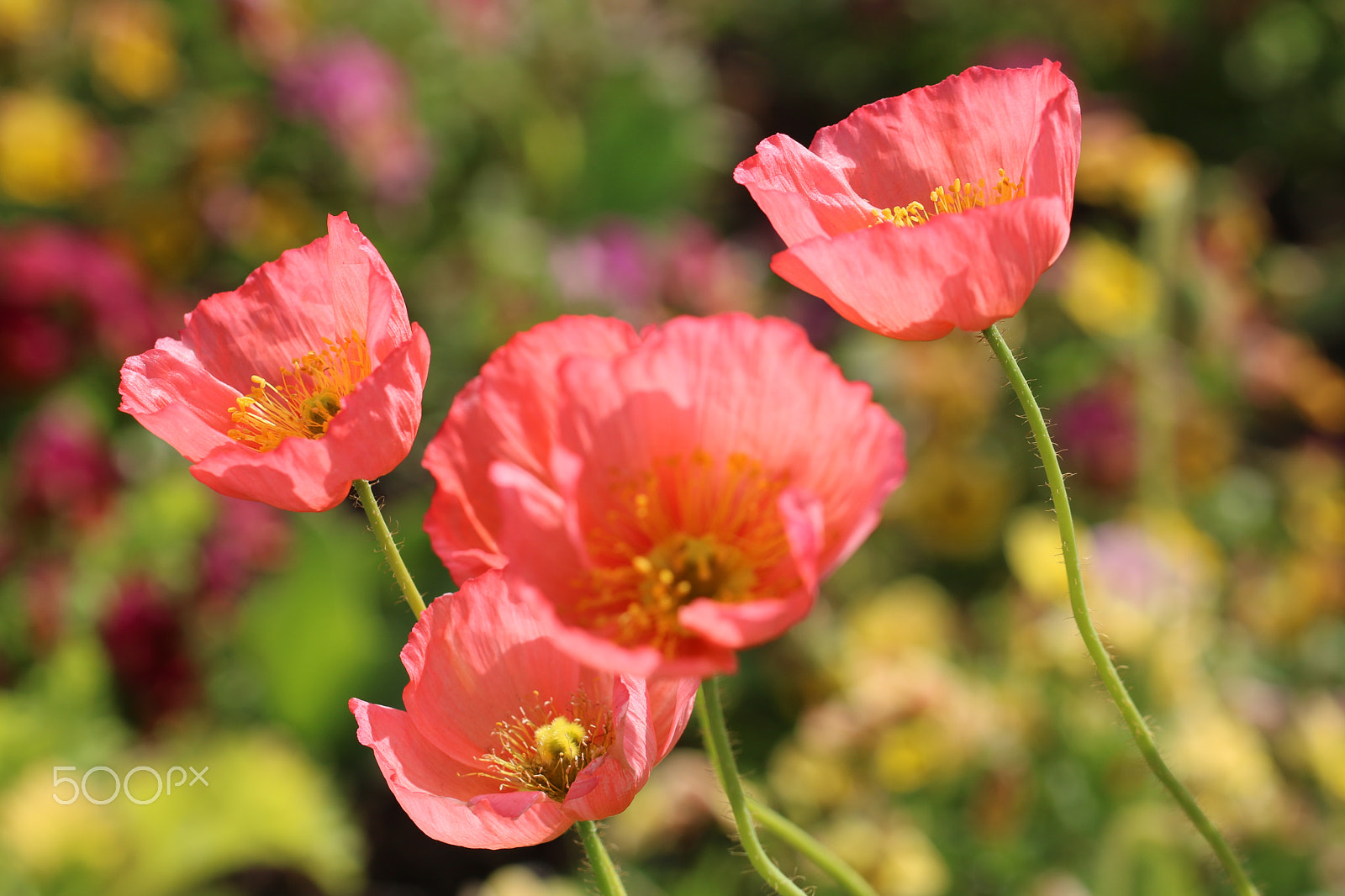 Canon EOS 750D (EOS Rebel T6i / EOS Kiss X8i) + Canon EF 100mm F2.8L Macro IS USM sample photo. Poppies 2165 photography