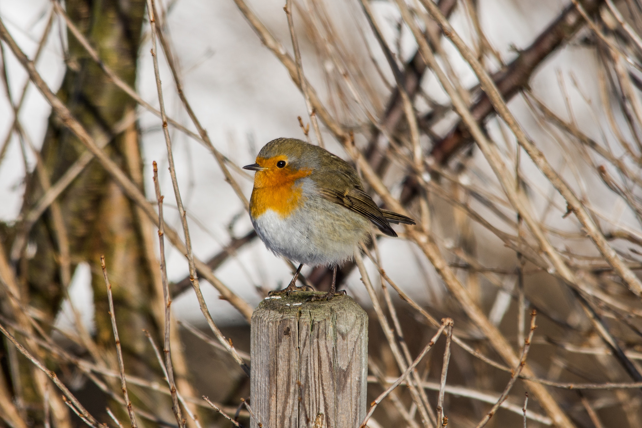 Sigma 150-500mm F5-6.3 DG OS HSM sample photo. Robin photography