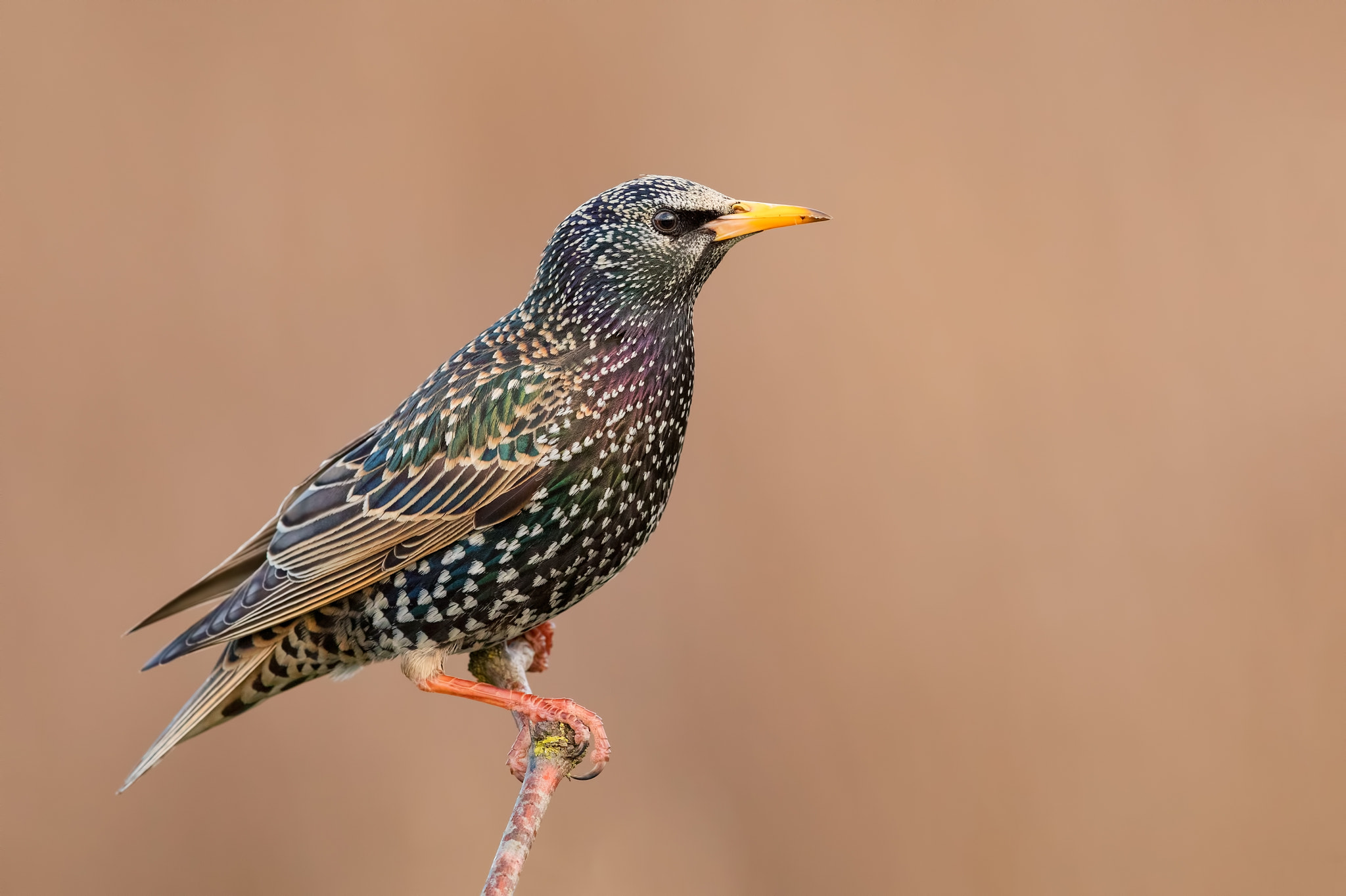 Canon EF 600mm F4L IS II USM sample photo. Common starling profile photography