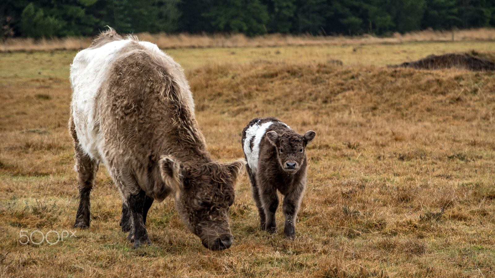 Fujifilm X-T2 + Fujifilm XF 18-135mm F3.5-5.6 R LM OIS WR sample photo. Free grazing cows photography