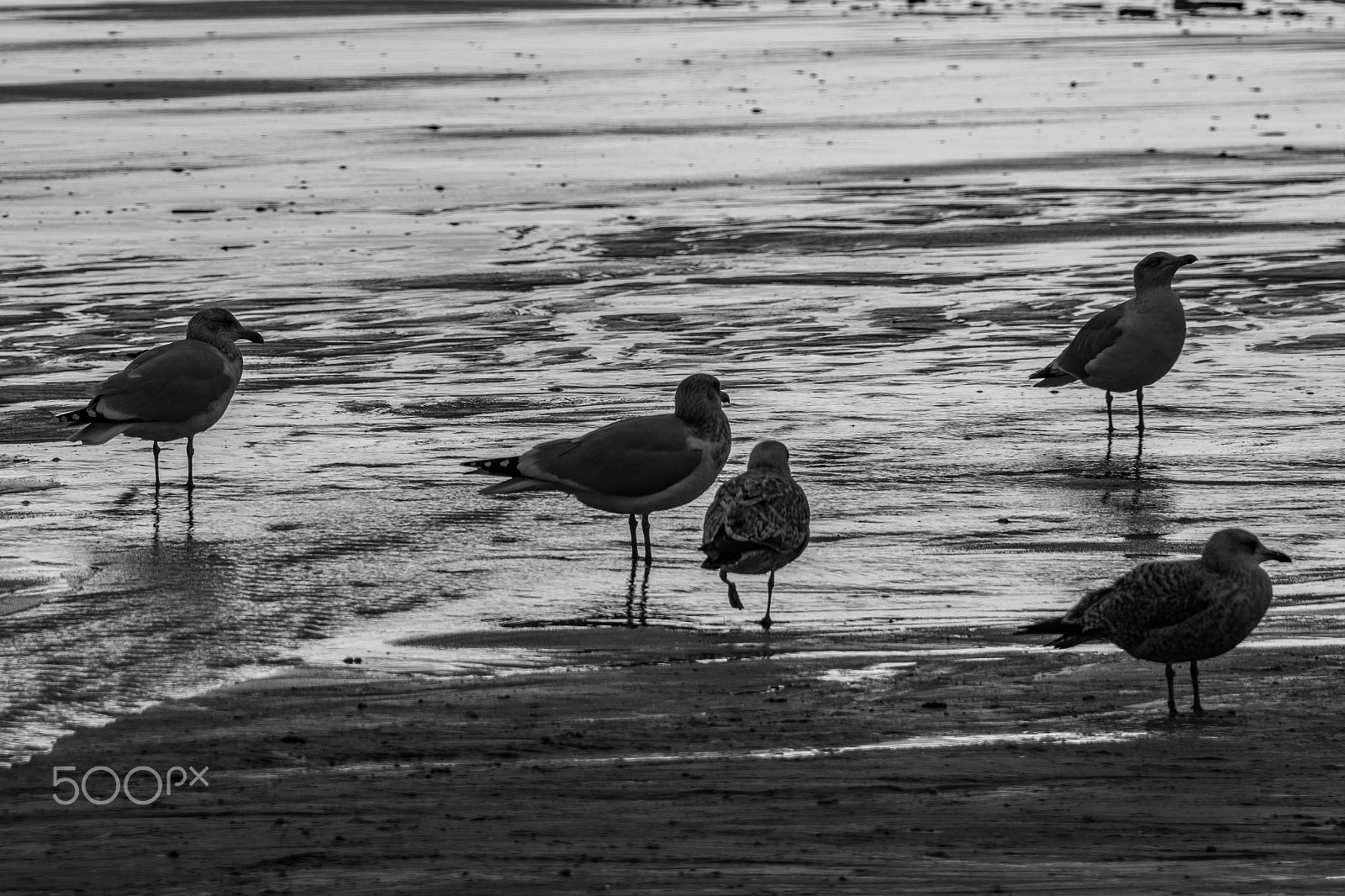 Fujifilm X-T2 sample photo. Seagulls bw photography