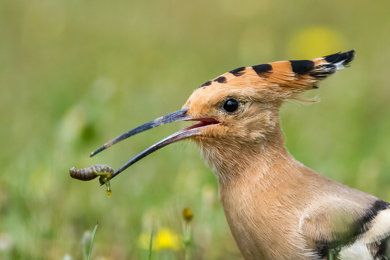 Canon EOS 7D + Canon EF 600mm F4L IS II USM sample photo. Vous prendrez bien un vers photography