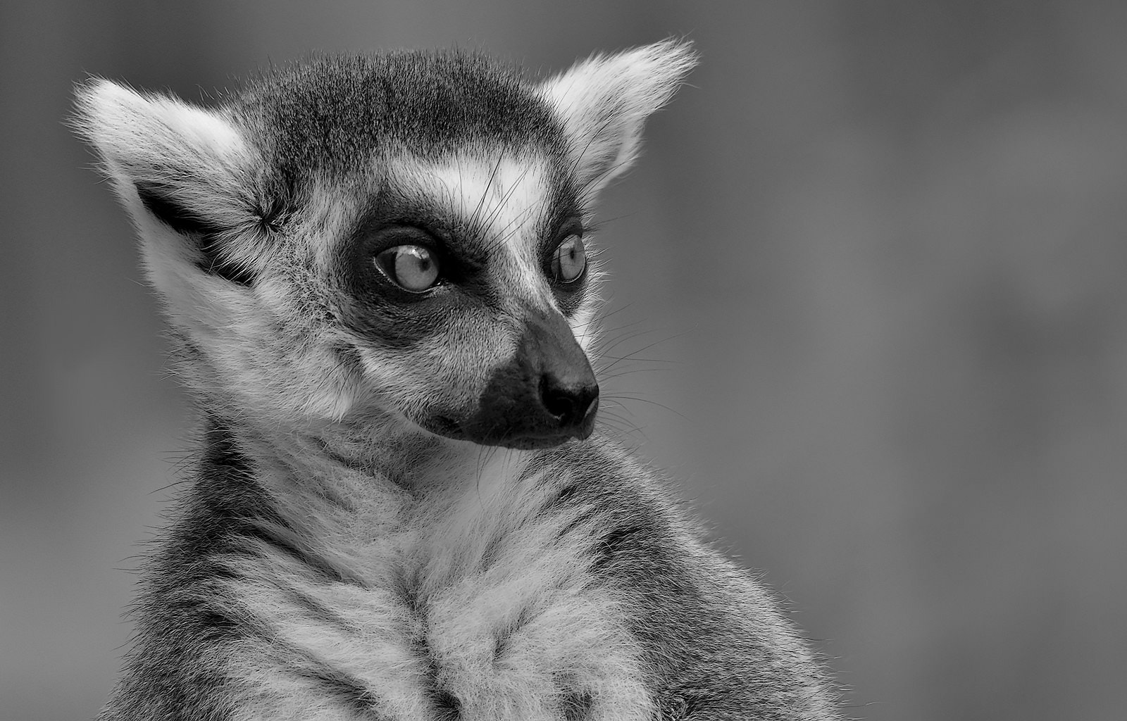 Sigma 150-500mm F5-6.3 DG OS HSM sample photo. Maki catta - bw photography