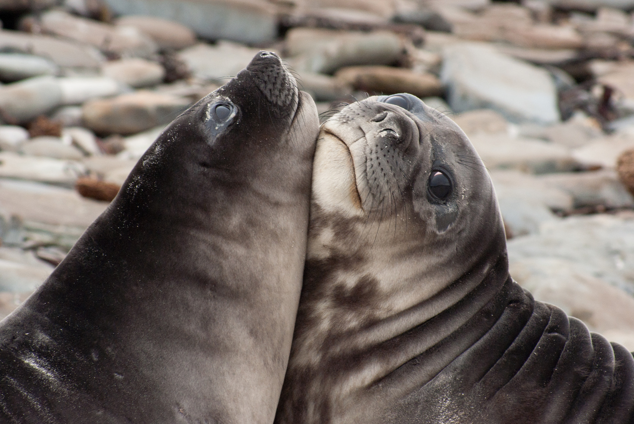 Sony 75-300mm F4.5-5.6 sample photo. Elephant seal pups on sealion island photography