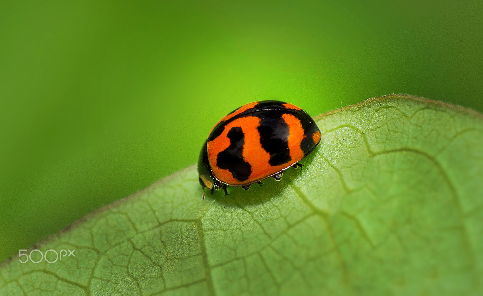 Nikon D500 sample photo. Ladybird photography