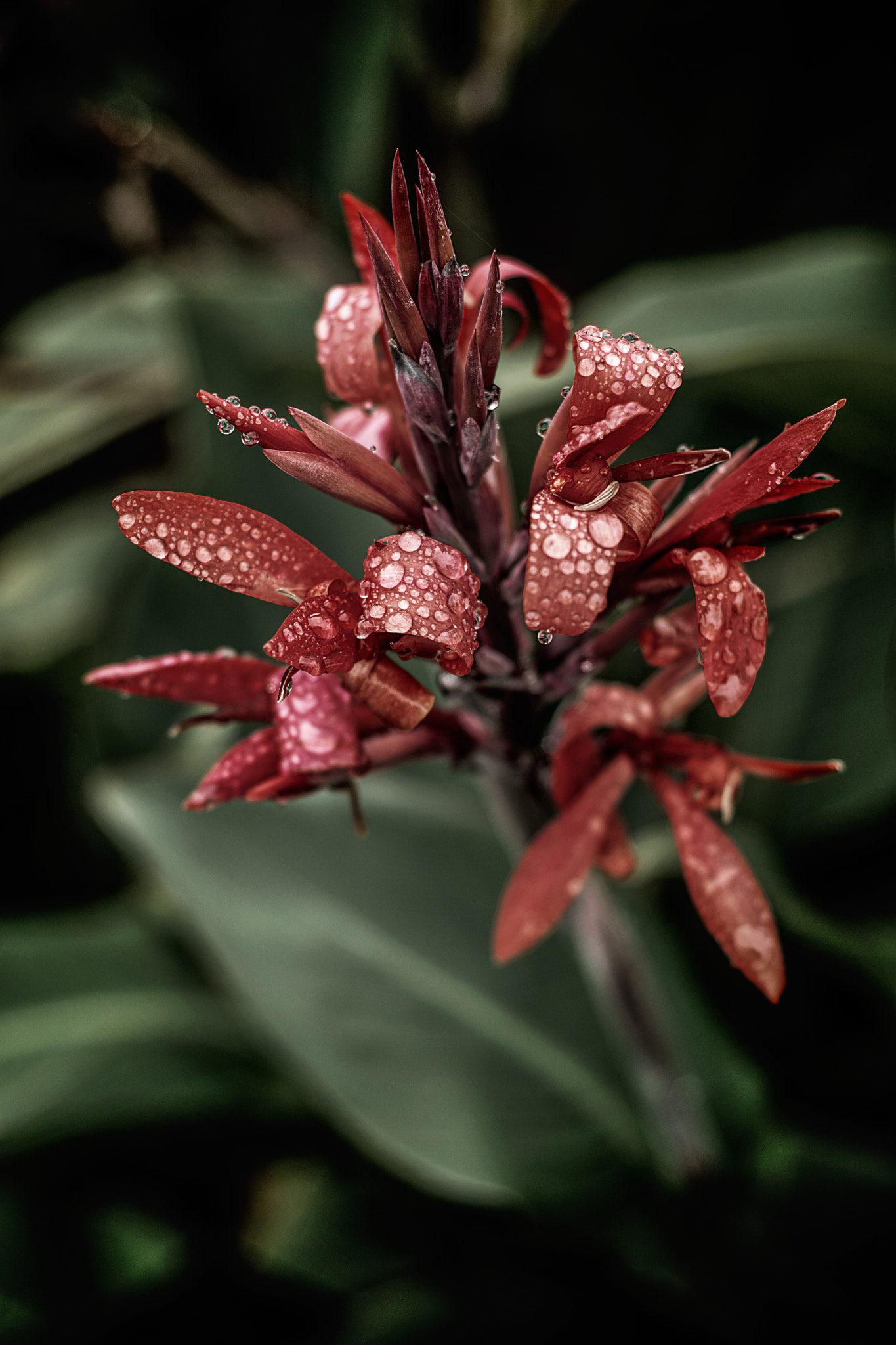 Nikon D5200 + Nikon AF Nikkor 50mm F1.8D sample photo. Canna indica [achiras] photography