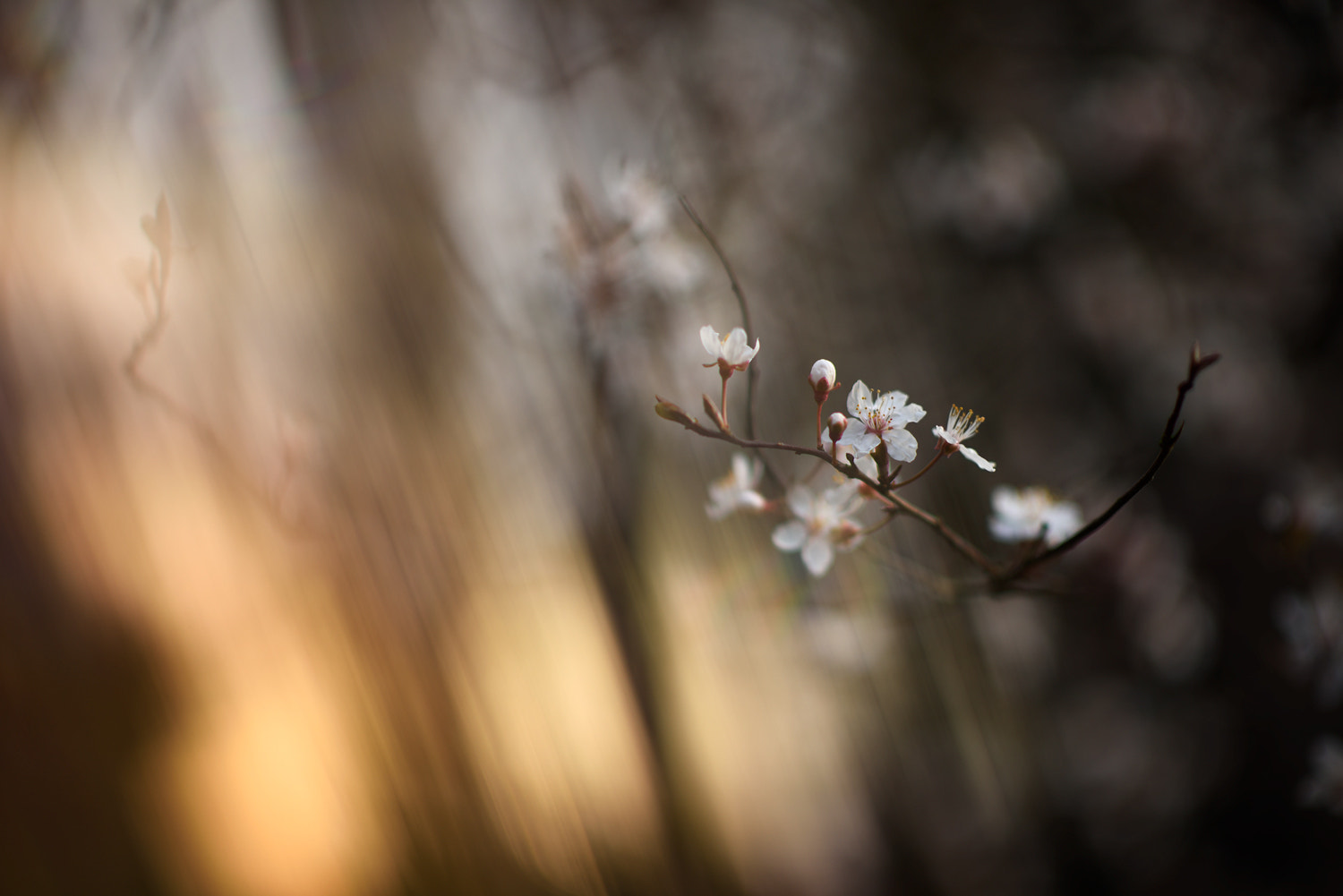 Nikon D810 + Nikon AF-S Nikkor 85mm F1.4G sample photo. Window to a new spring photography