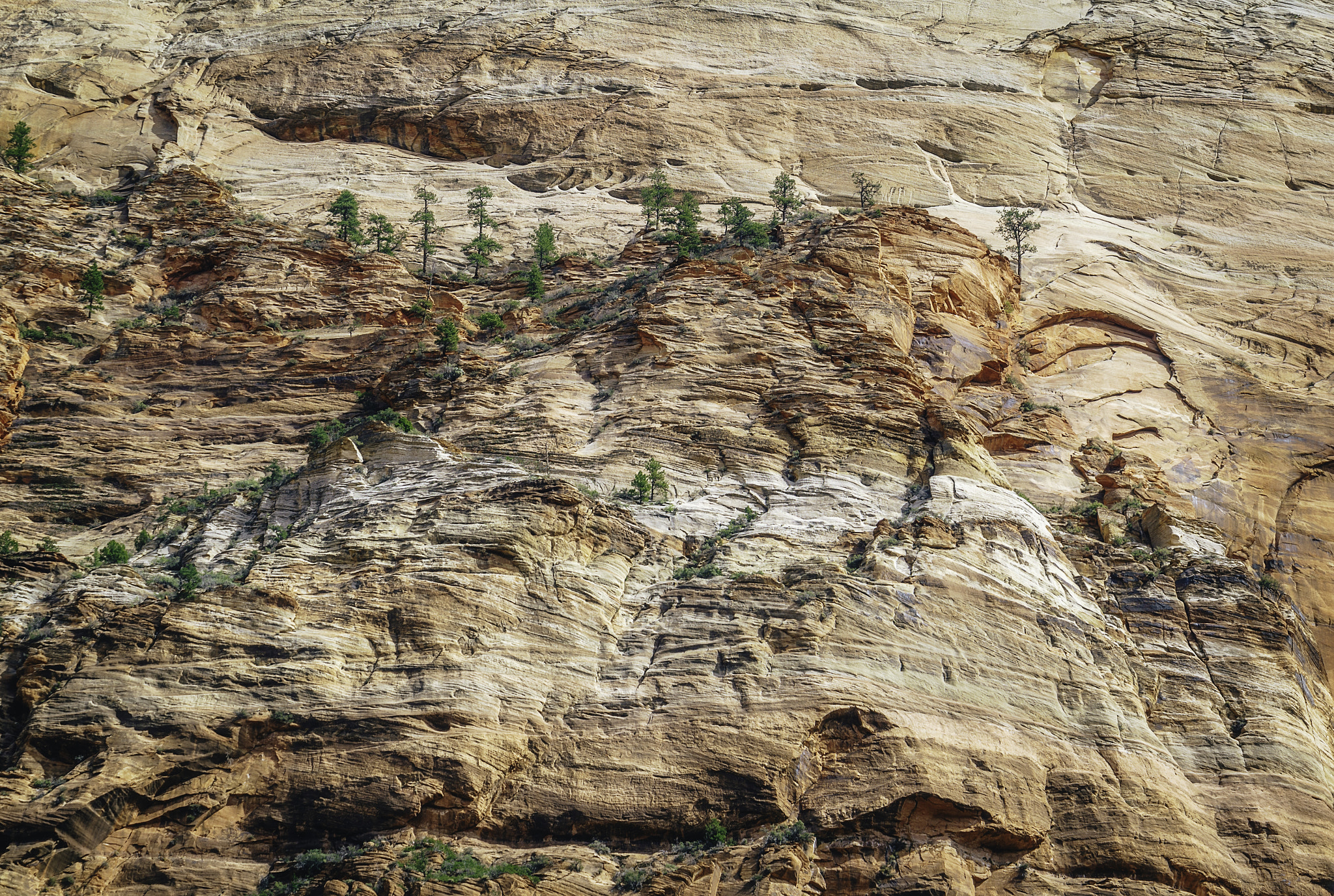 Sony a7R + Sony Vario Tessar T* FE 24-70mm F4 ZA OSS sample photo. Zion national park xv photography