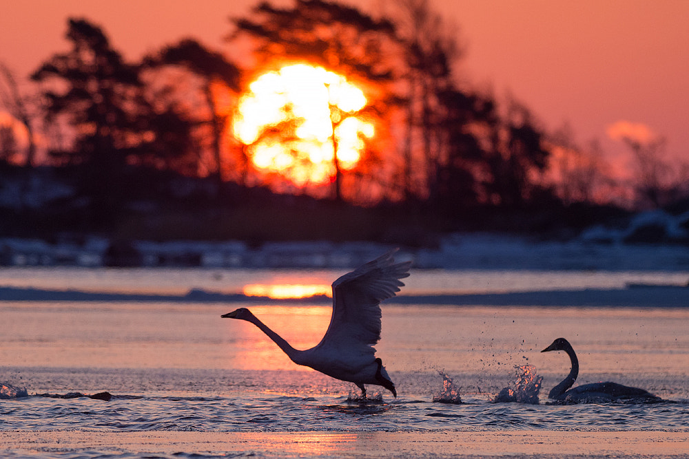 Olympus OM-D E-M1 Mark II + OLYMPUS M.300mm F4.0 sample photo. Whooper swans at sunrise in helsinki photography