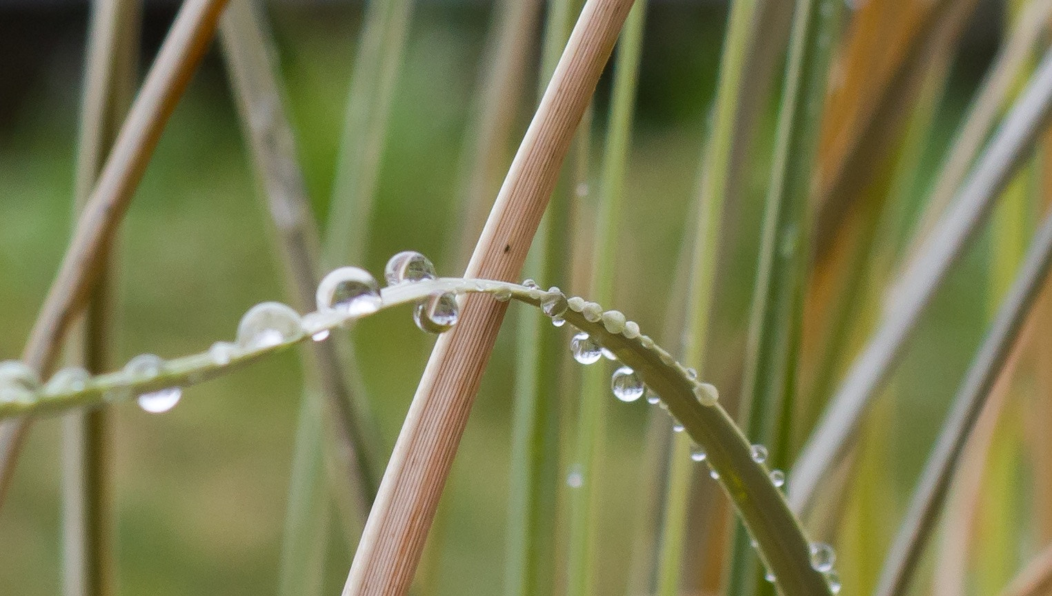 Canon EF 28-90mm f/4-5.6 sample photo. Wieder mal regentropfen photography