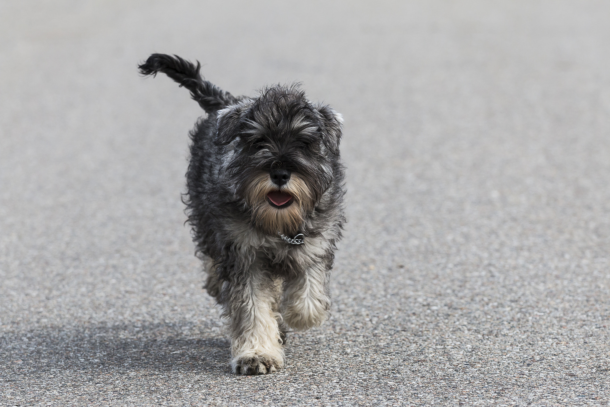 Canon EOS 70D + Canon EF 70-200mm F4L USM sample photo. Walk photography