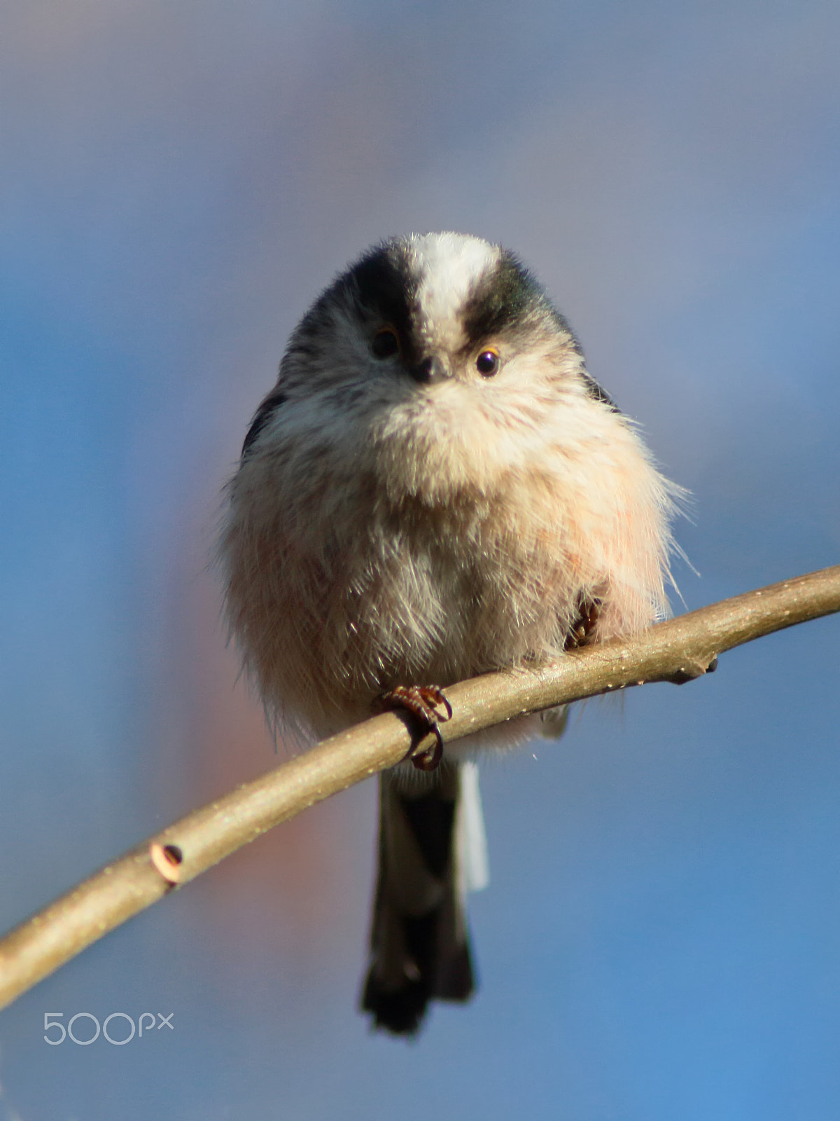 Canon EF 200mm f/2.8L II + 2x sample photo. Long tailed tit photography