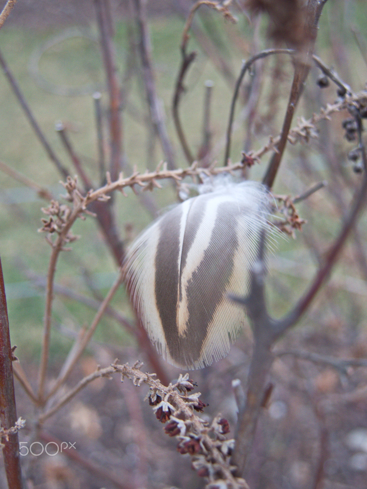 Nikon Coolpix P7800 sample photo. A feather photography