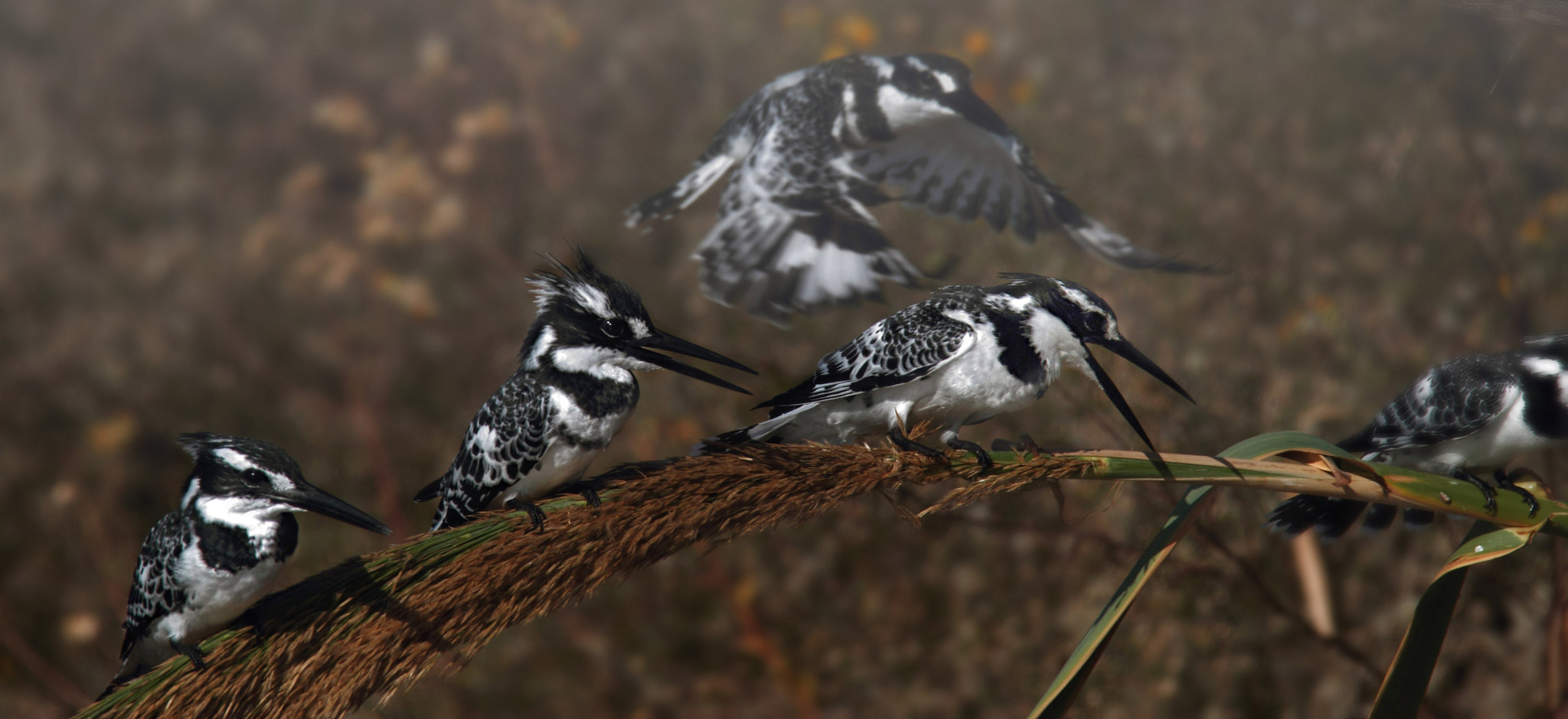 Tamron SP 150-600mm F5-6.3 Di VC USD sample photo. Kingfishers... photography