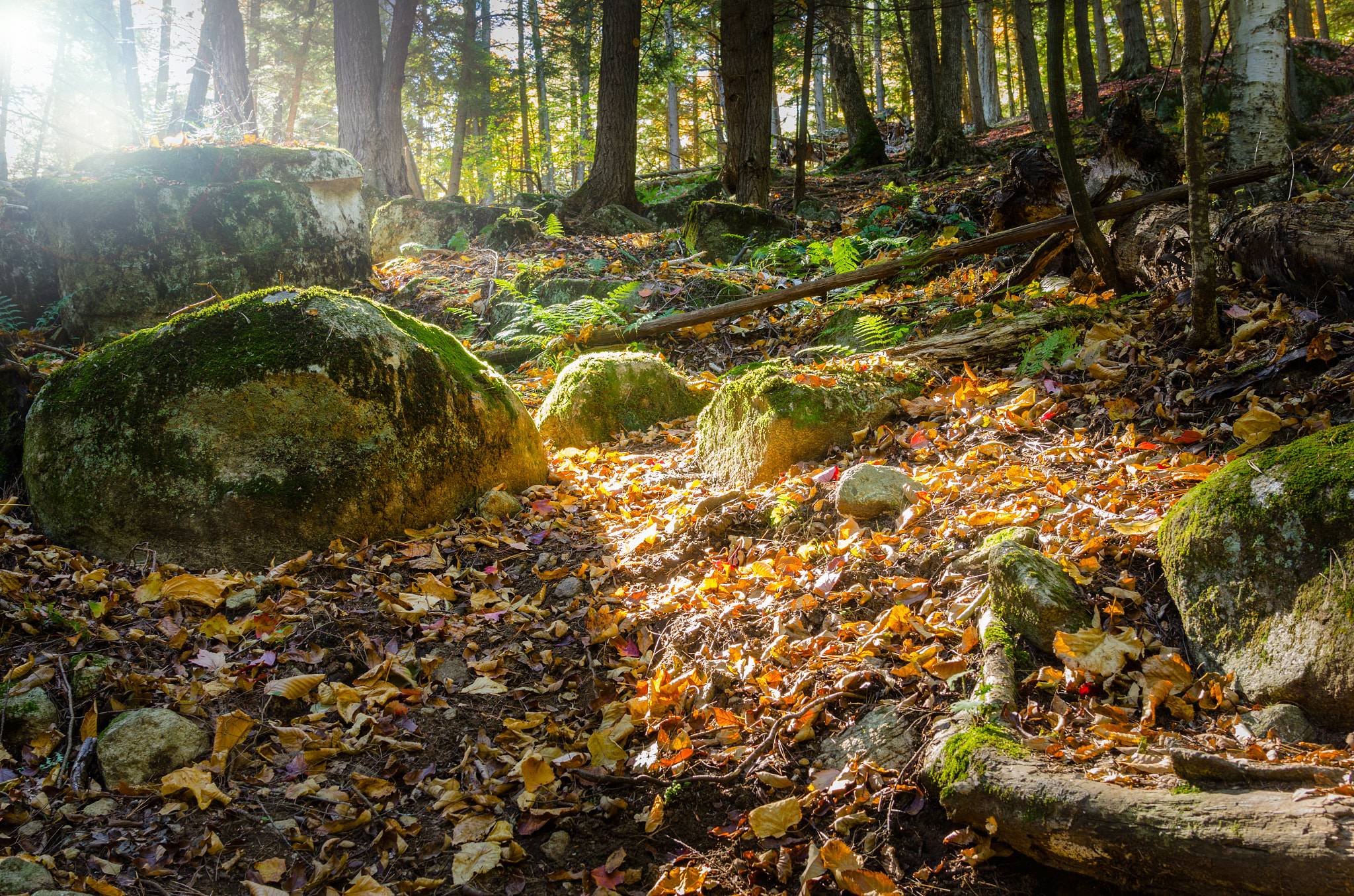 Nikon AF-S Nikkor 24-120mm F4G ED VR sample photo. Autumn woodland photography
