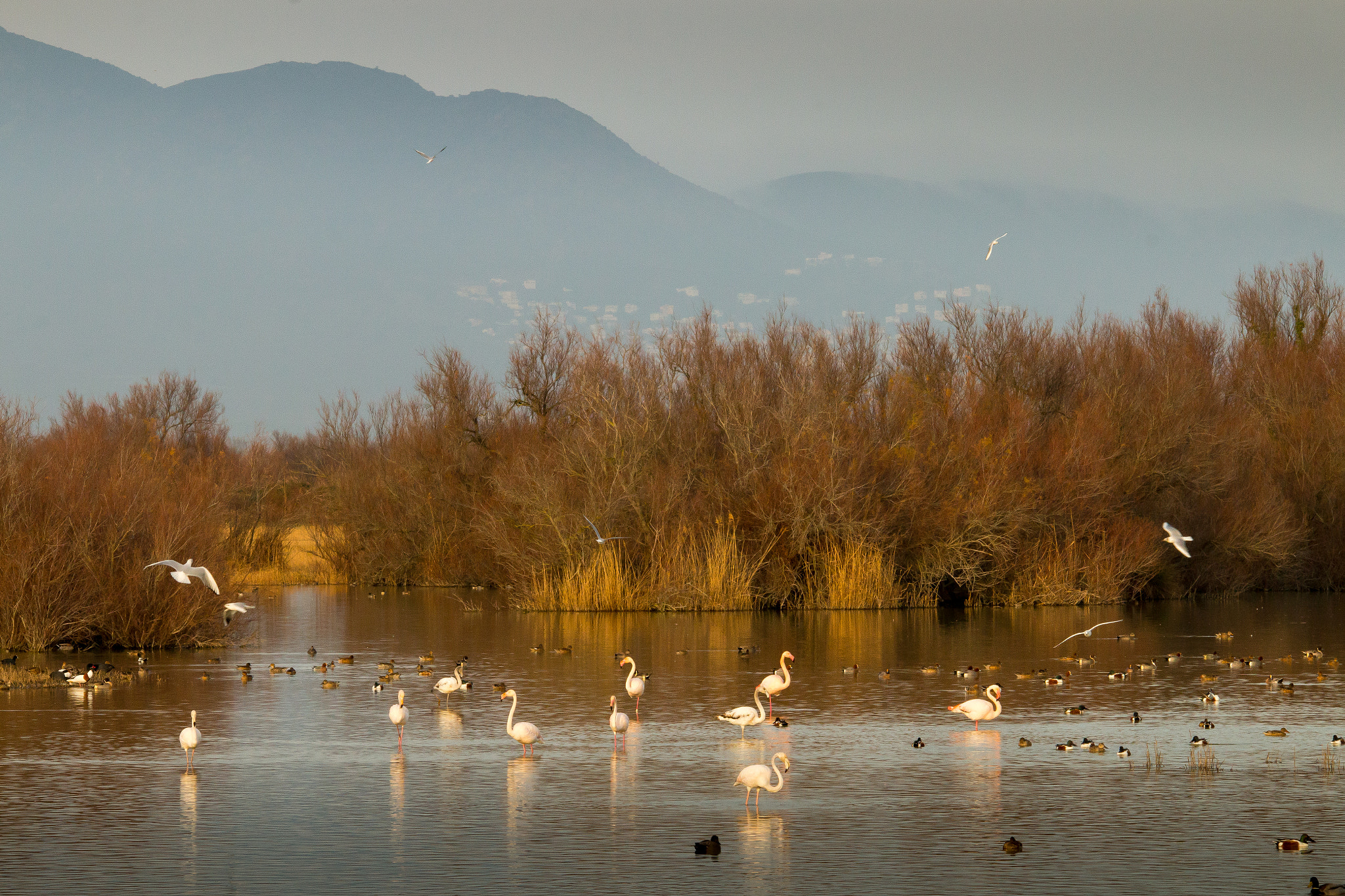 Sigma 150-500mm F5-6.3 DG OS HSM sample photo. The swamp photography