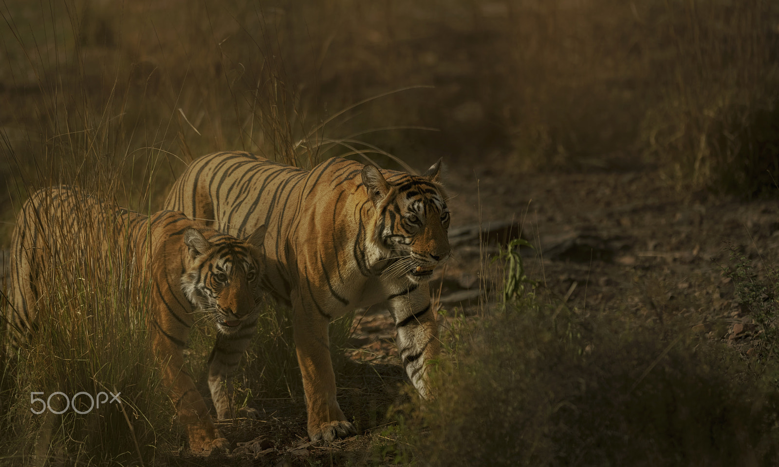 Nikon D750 + Nikon AF-S Nikkor 500mm F4G ED VR sample photo. Royals of ranthambore photography