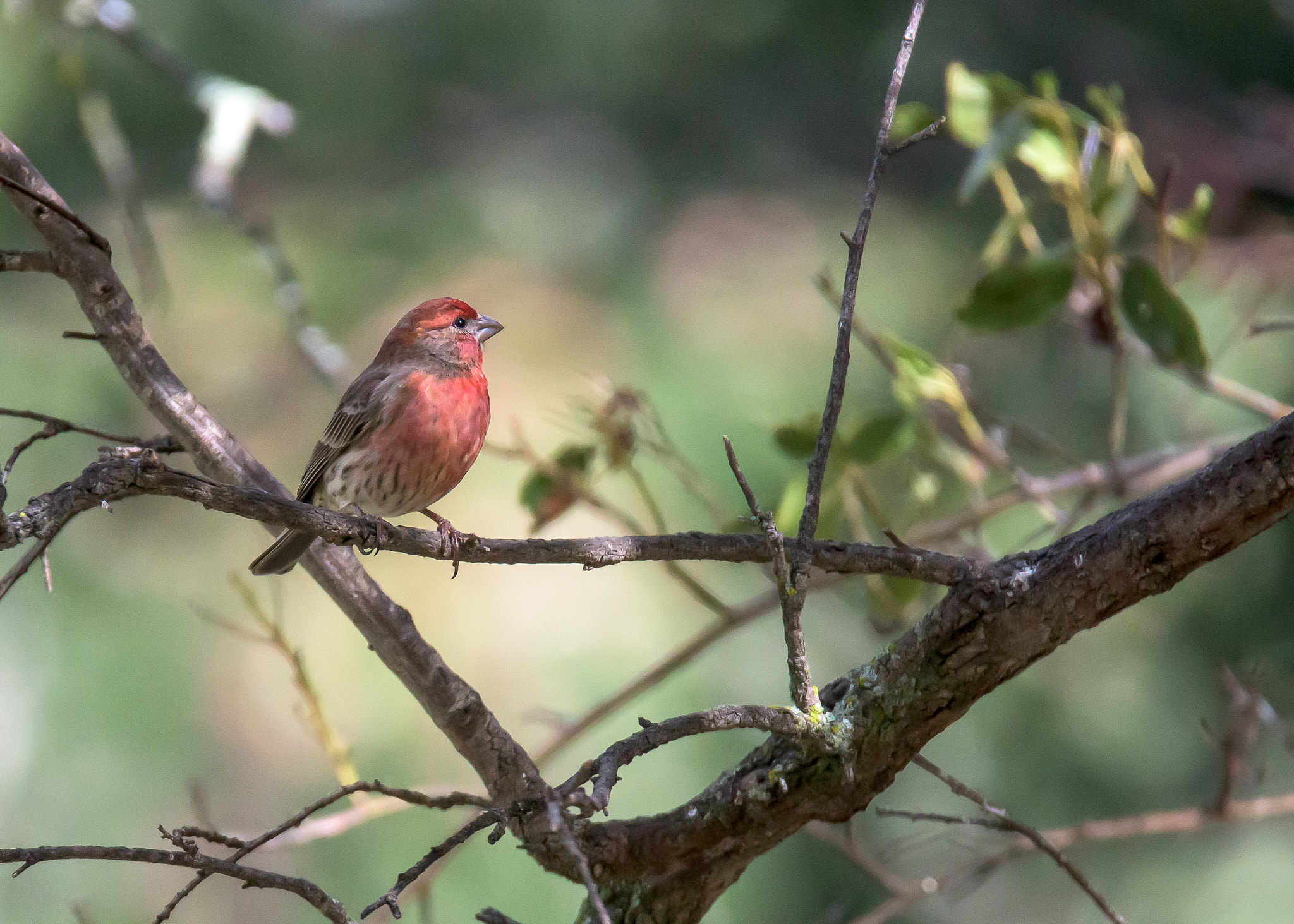 Nikon D810 sample photo. Finch photography