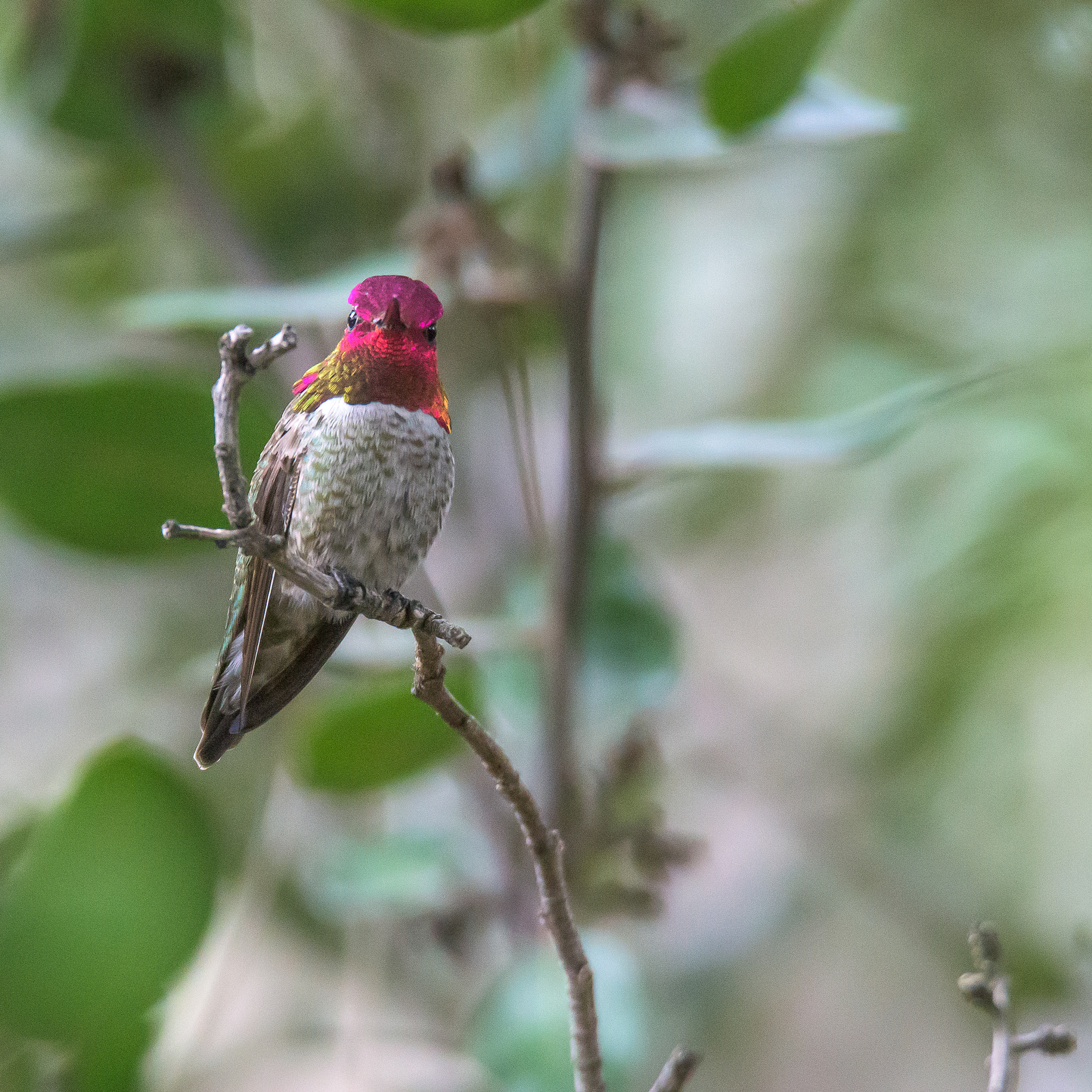 Nikon D810 sample photo. Hummingbird photography
