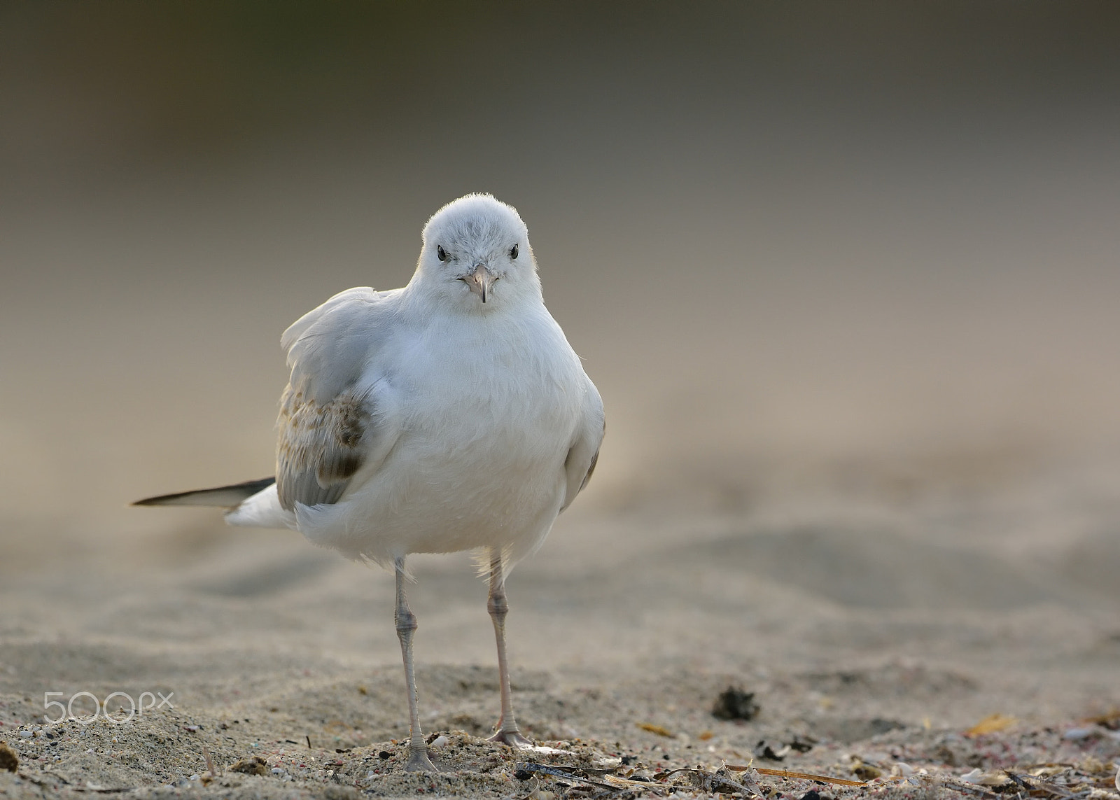 Nikon D7100 + Nikon AF-S Nikkor 500mm F4G ED VR sample photo. Slender-billed gull at the sunrise photography