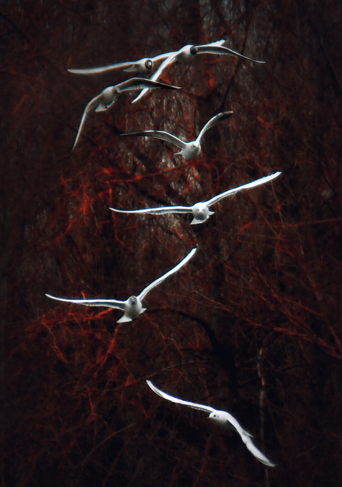 NX 50-200mm F4-5.6 sample photo. Bird in my brain photography