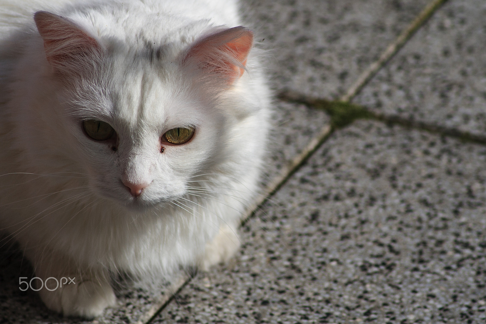 Canon EOS 400D (EOS Digital Rebel XTi / EOS Kiss Digital X) sample photo. One of our lovely cats ii photography