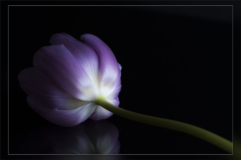 Nikon D300 + Sigma 150mm F2.8 EX DG OS Macro HSM sample photo. Tulip photography