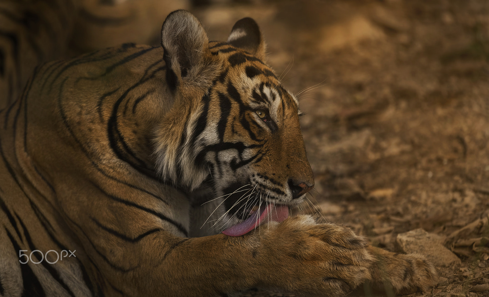 Nikon D750 + Nikon AF-S Nikkor 500mm F4G ED VR sample photo. Royals of ranthambore photography