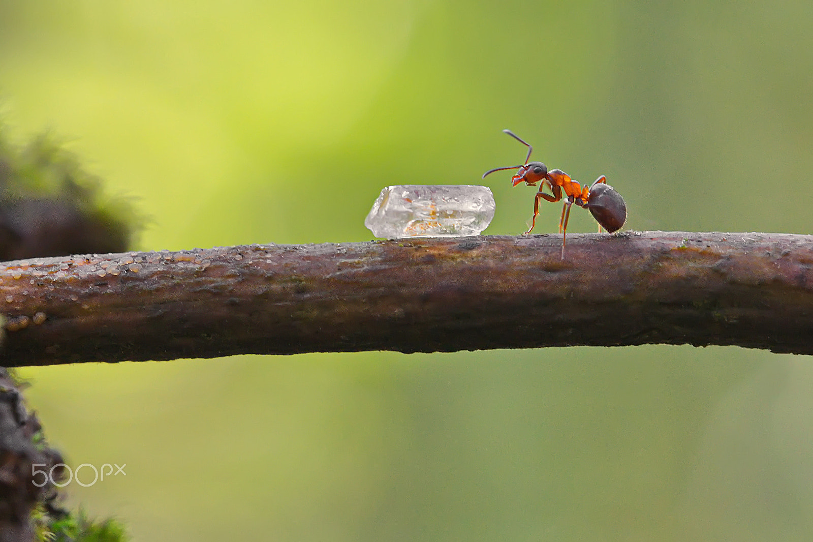 Canon EF 100mm F2.8L Macro IS USM sample photo. Sweet discovery photography