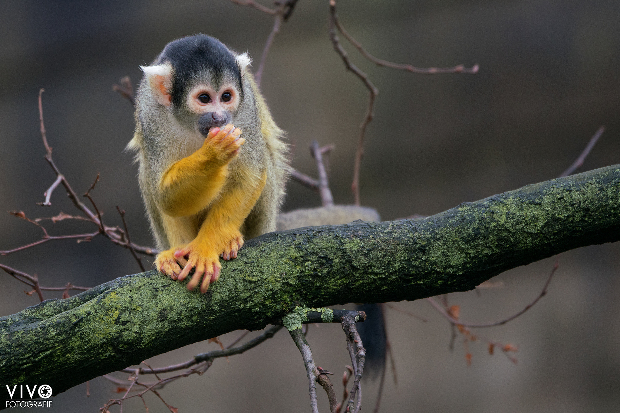 Sony 70-400mm F4-5.6 G SSM sample photo. Squirrel monkey photography