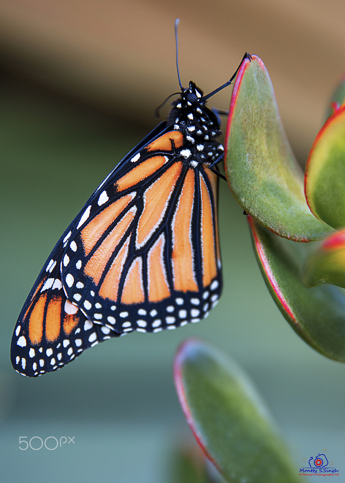 Canon EF 24-70mm F2.8L II USM sample photo. Butterfly photography