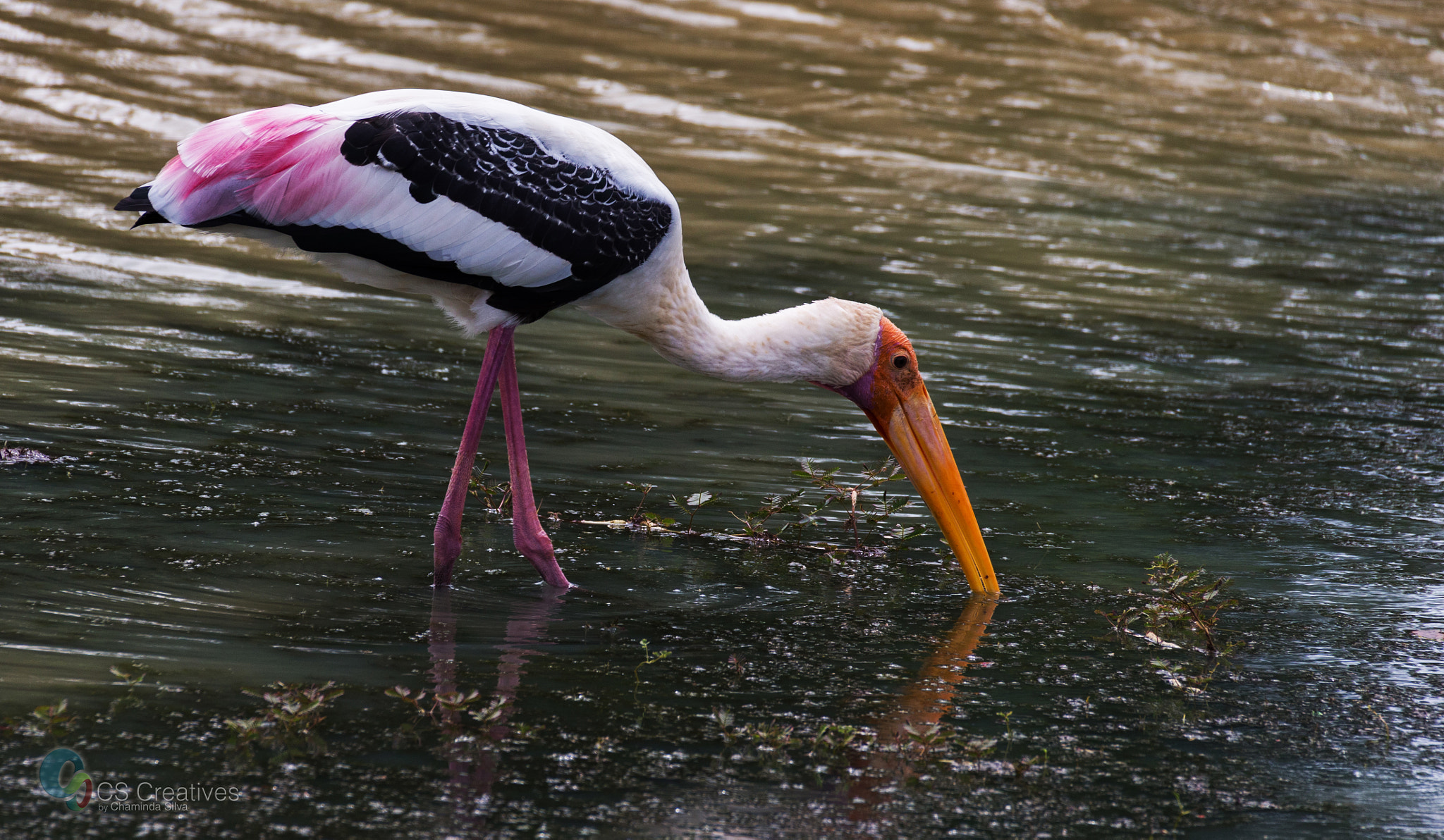 Canon EOS-1D X sample photo. Painted stork photography