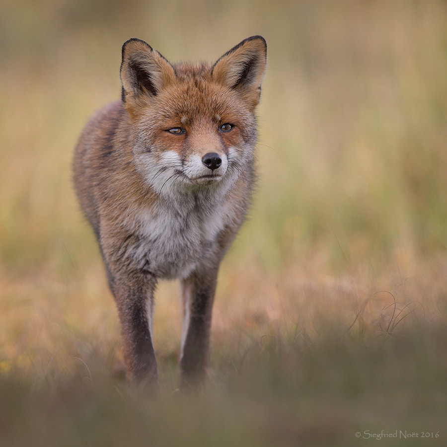 Canon EF 300mm F2.8L IS USM sample photo. Red fox photography