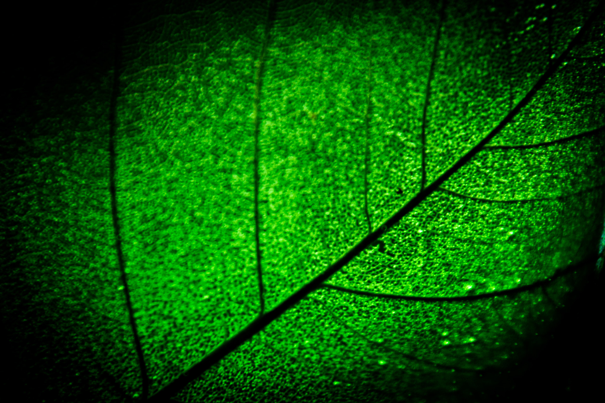 Nikon D3100 + Tamron AF 18-270mm F3.5-6.3 Di II VC LD Aspherical (IF) MACRO sample photo. Natural labyrinth photography