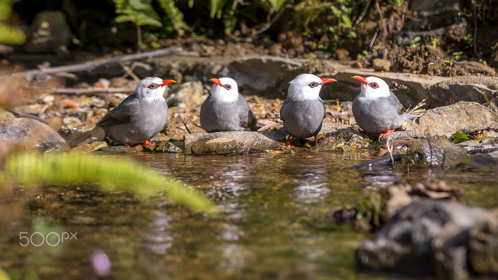 Nikon D7100 + Nikon AF-S Nikkor 500mm F4G ED VR sample photo. White-headed bulbul : bird in thailand photography