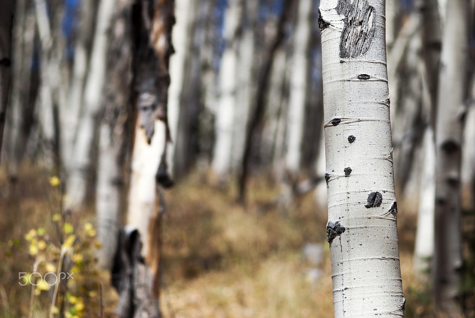 Nikon AF-S Micro-Nikkor 105mm F2.8G IF-ED VR sample photo. Aspen tree trunks photography
