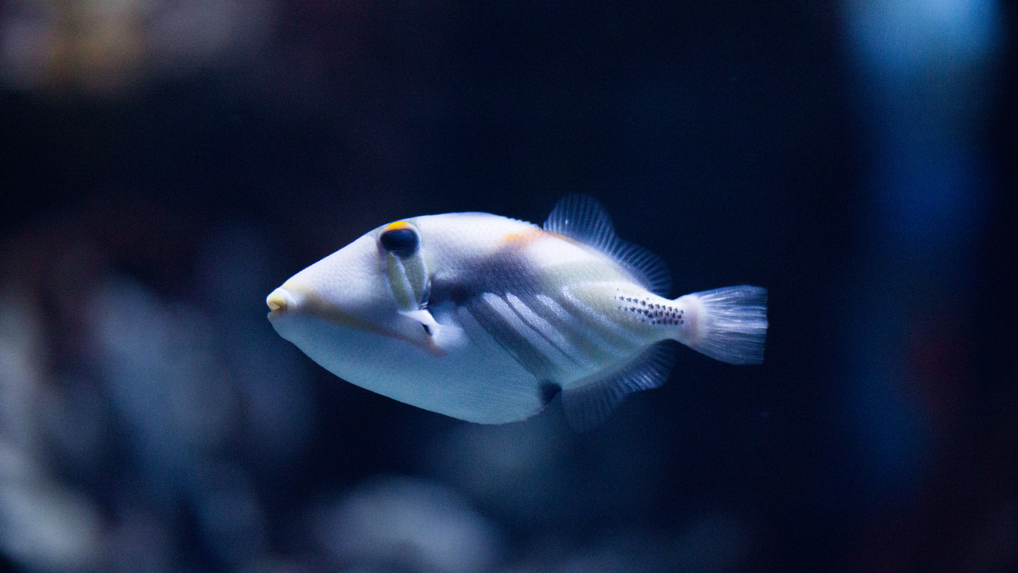 Sony SLT-A77 sample photo. Picasso trigger fish photography