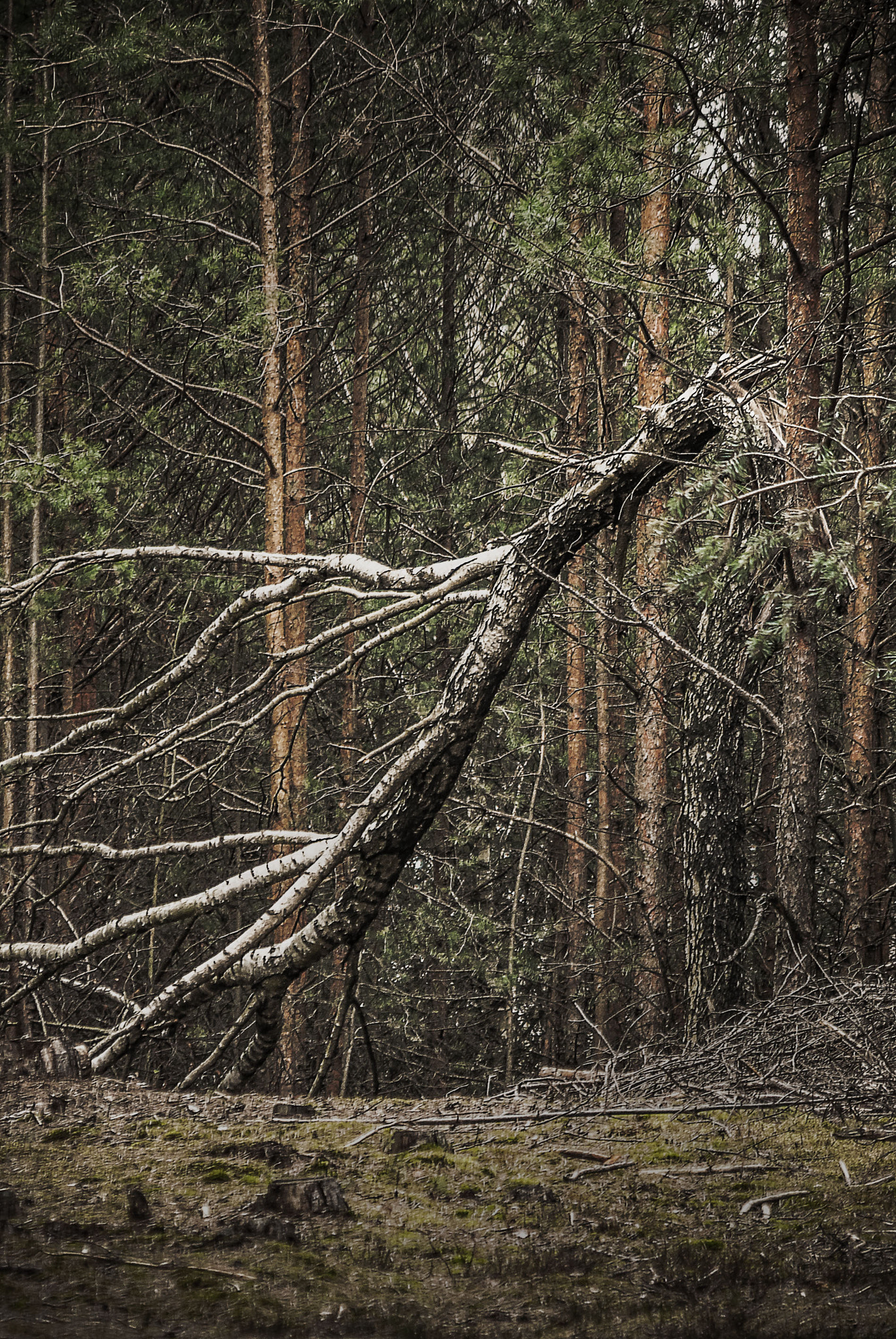 Nikon D3000 sample photo. Broken tree photography