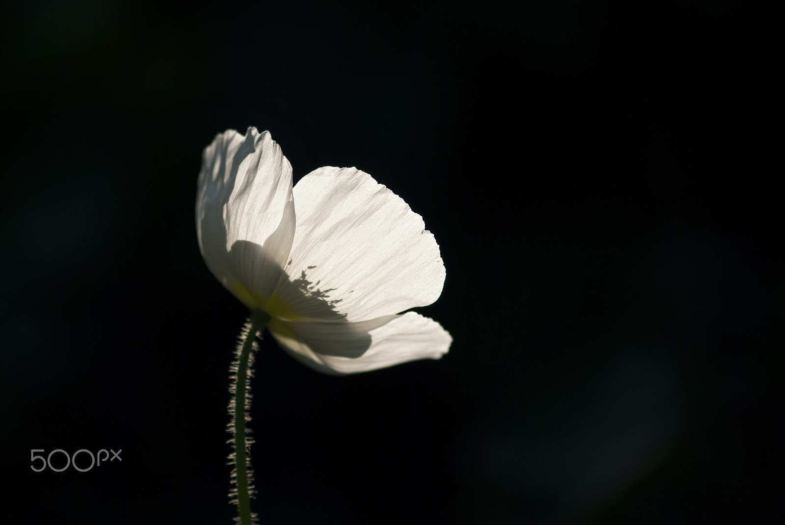 Nikon D60 + Nikon AF-S Micro-Nikkor 105mm F2.8G IF-ED VR sample photo. Glowing white poppy photography