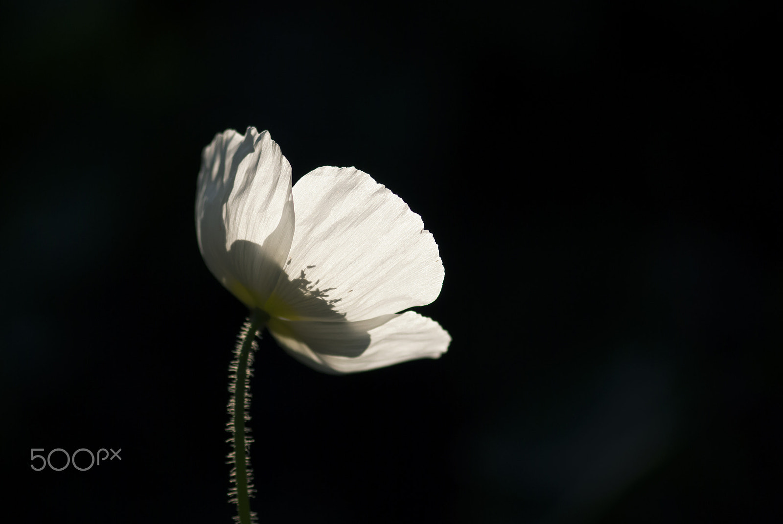 Nikon AF-S Micro-Nikkor 105mm F2.8G IF-ED VR sample photo. Glowing white poppy photography