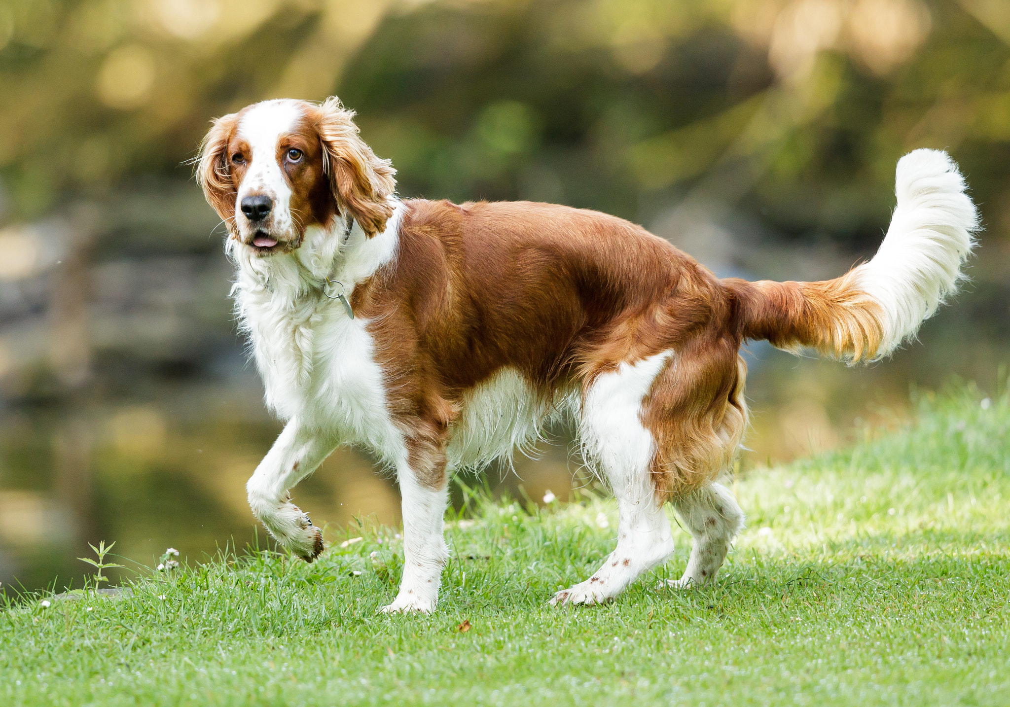 Canon EOS-1D Mark IV + Canon EF 500mm F4L IS II USM sample photo. Spaniel in the park photography