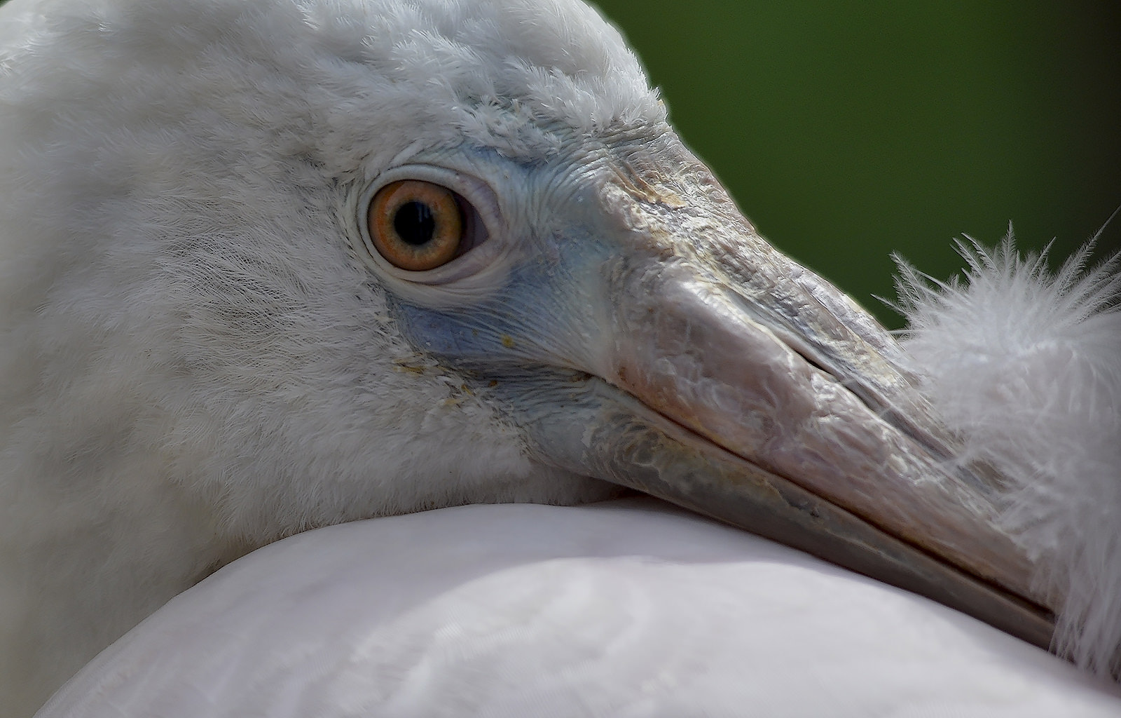 Sigma 150-500mm F5-6.3 DG OS HSM sample photo. Closeup photography