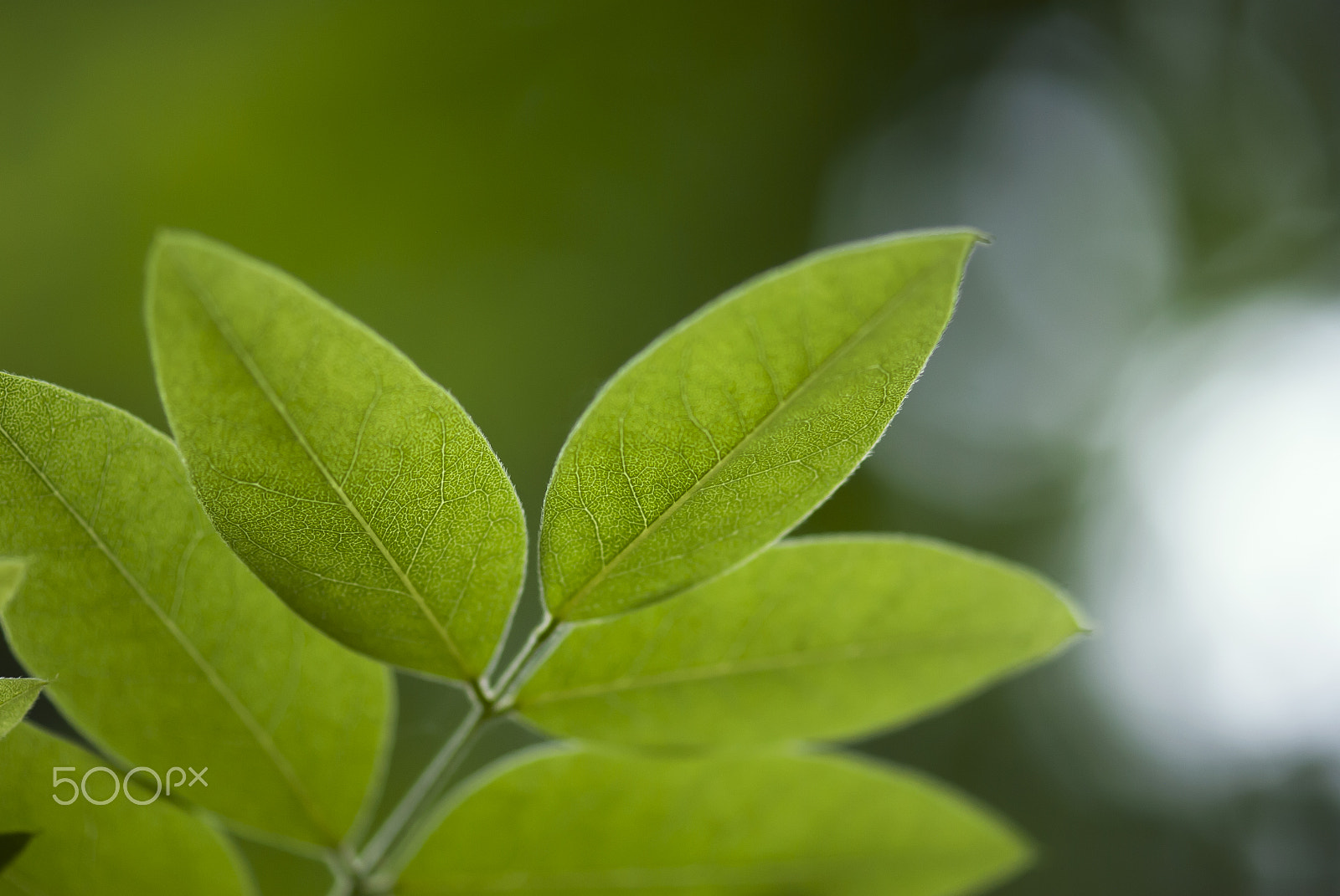 Nikon AF-S Micro-Nikkor 105mm F2.8G IF-ED VR sample photo. Green leaves photography