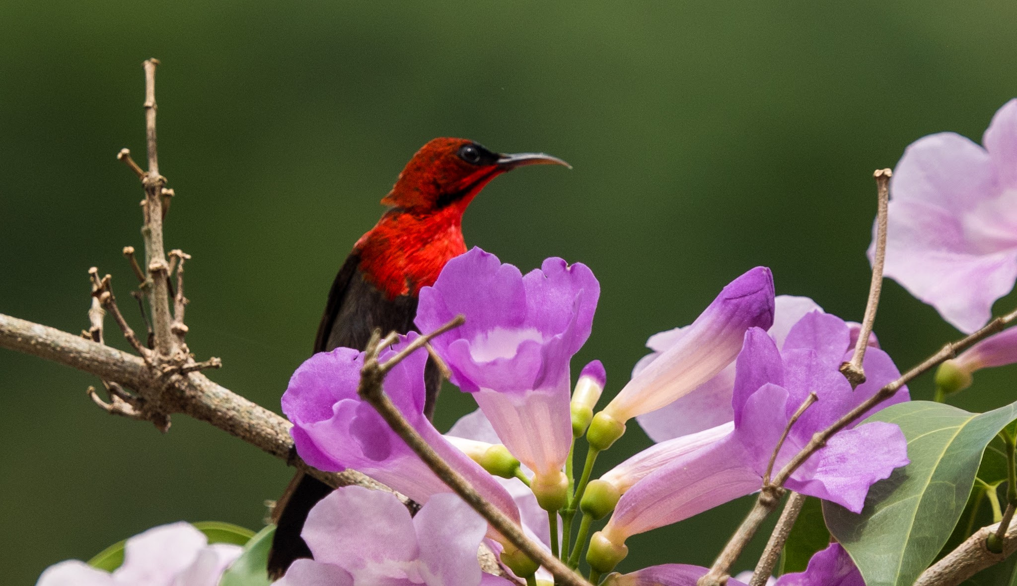 Olympus OM-D E-M5 II + Olympus M.Zuiko Digital ED 40-150mm F2.8 Pro sample photo. Temmincks sunbird photography