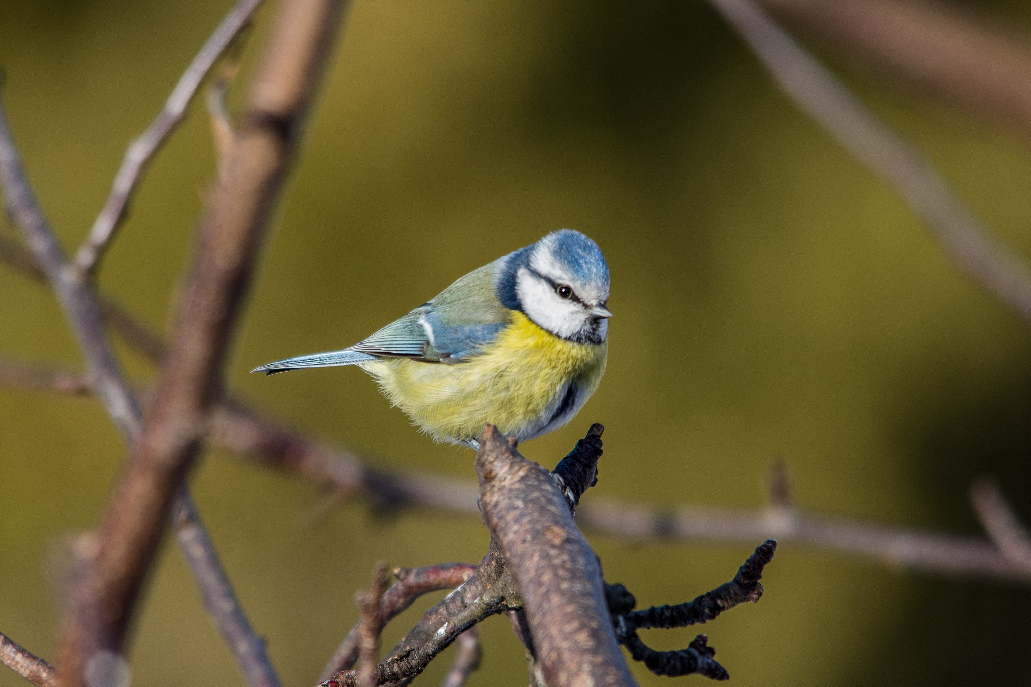 Sigma 150-500mm F5-6.3 DG OS HSM sample photo. Eurasian blue tit photography