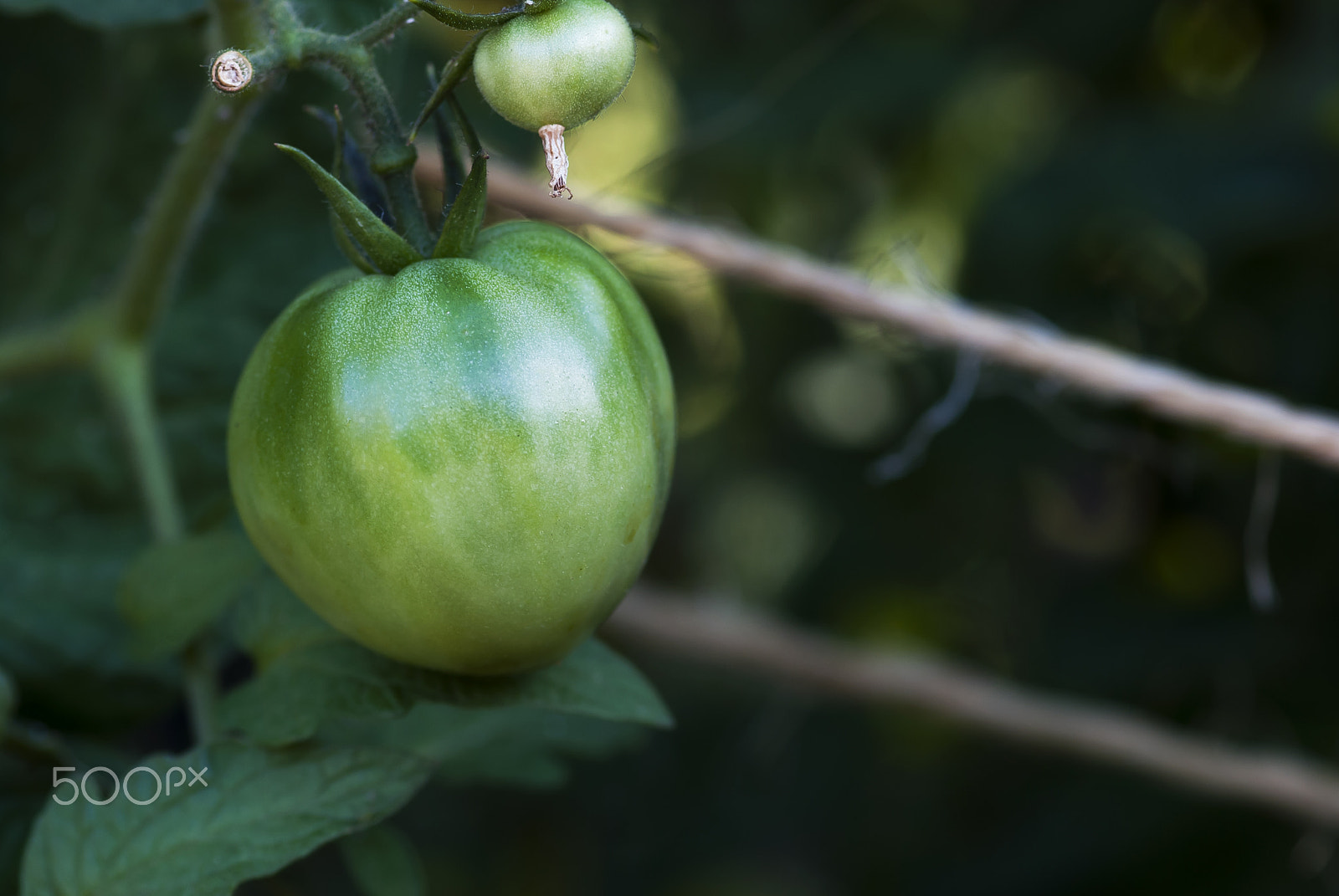 Nikon AF-S Micro-Nikkor 105mm F2.8G IF-ED VR sample photo. Green tomato photography
