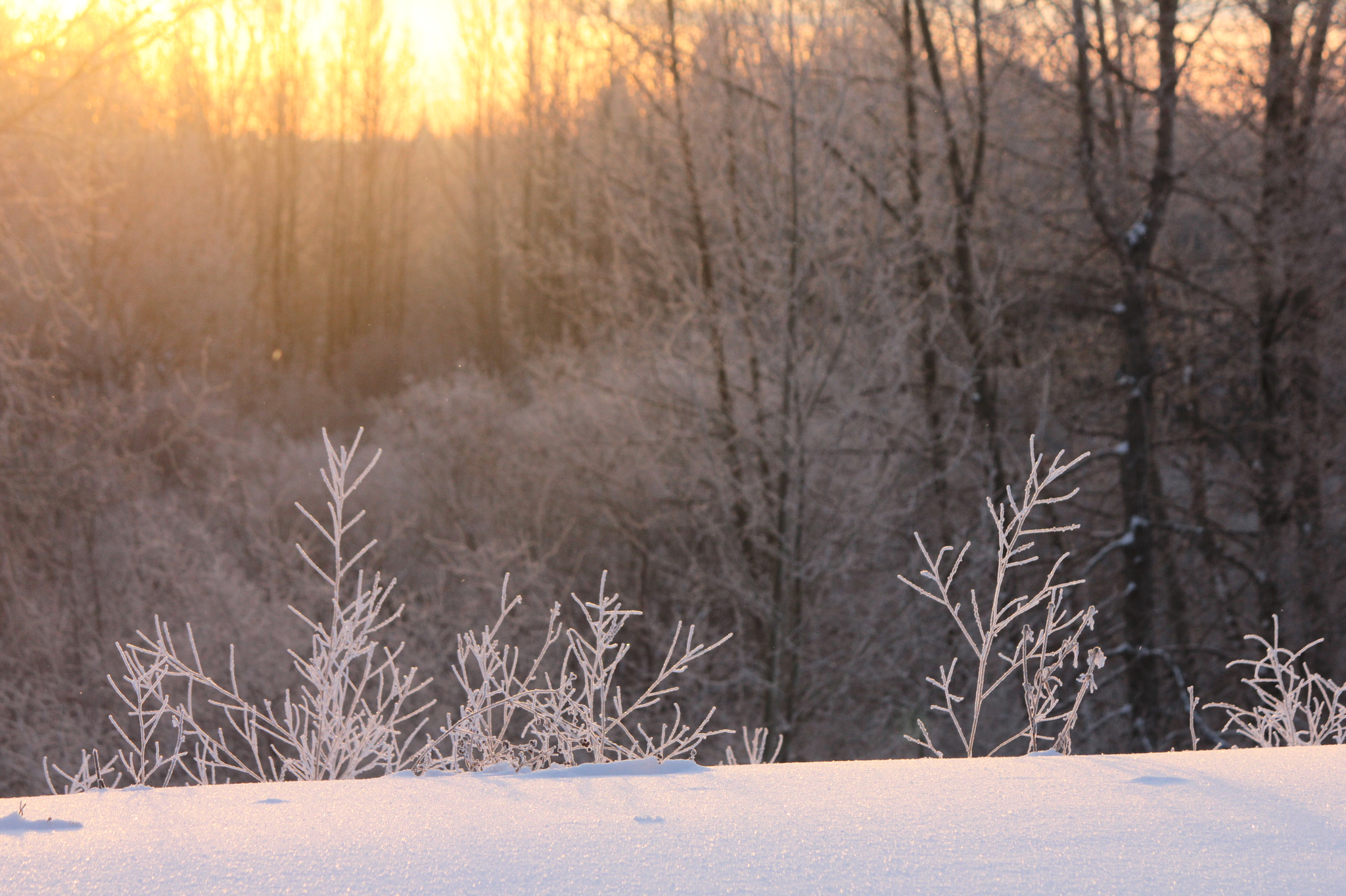 Canon EOS 550D (EOS Rebel T2i / EOS Kiss X4) sample photo. Winter morning photography