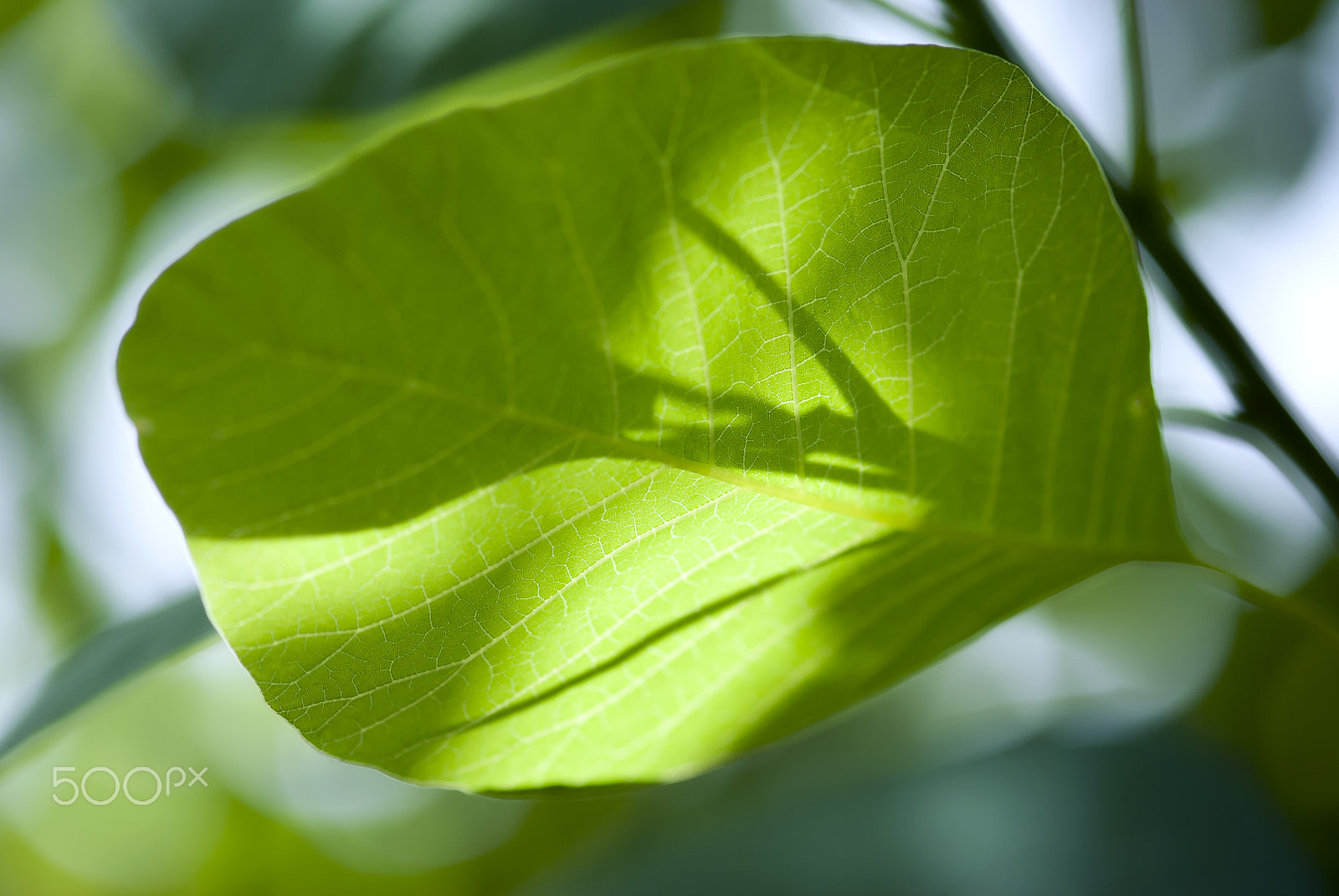 Nikon AF-S Micro-Nikkor 105mm F2.8G IF-ED VR sample photo. Leaf shadows photography